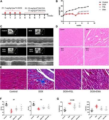 Ferruginol Restores SIRT1-PGC-1α-Mediated Mitochondrial Biogenesis and Fatty Acid Oxidation for the Treatment of DOX-Induced Cardiotoxicity